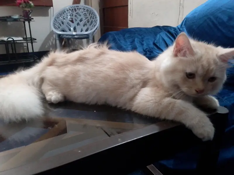 Persian kitten triple coated — photo 2