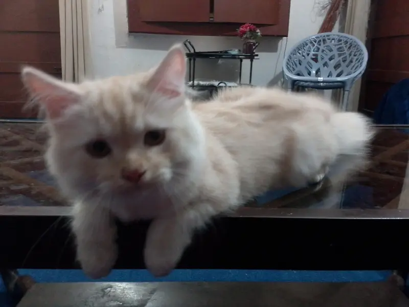 Persian kitten triple coated — photo 3