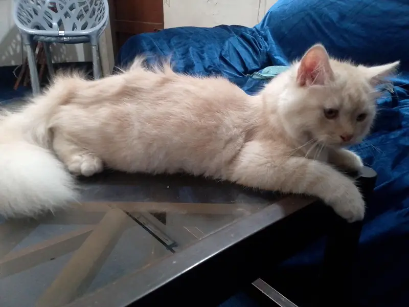 Persian kitten triple coated — photo 4