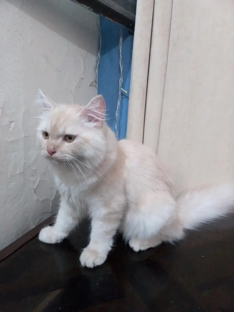 Persian kitten triple coated — photo 5