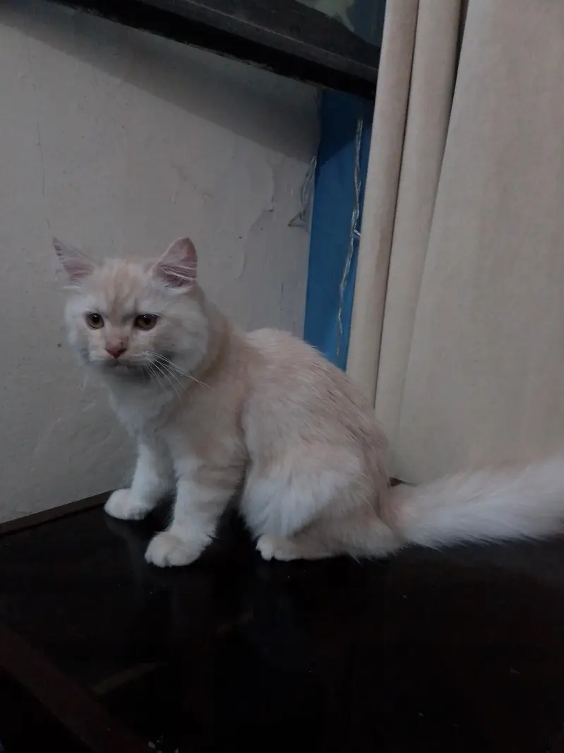 Persian kitten triple coated — photo 6