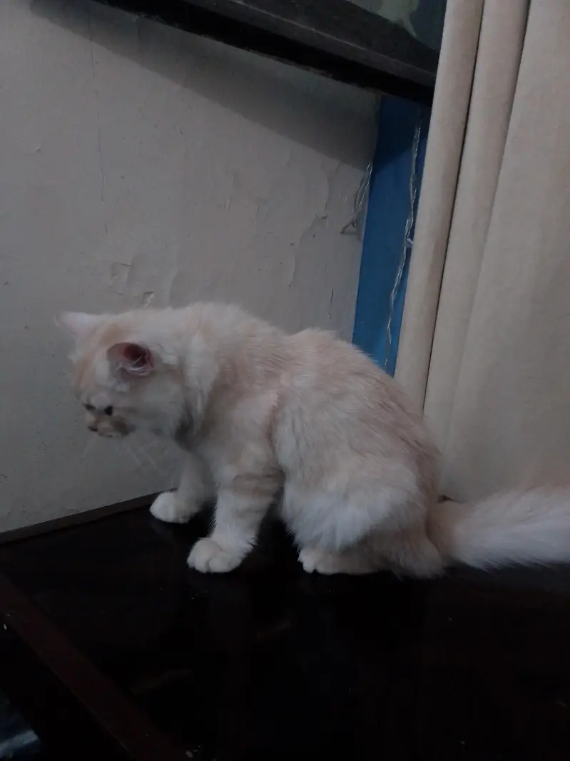 Persian kitten triple coated — photo 7