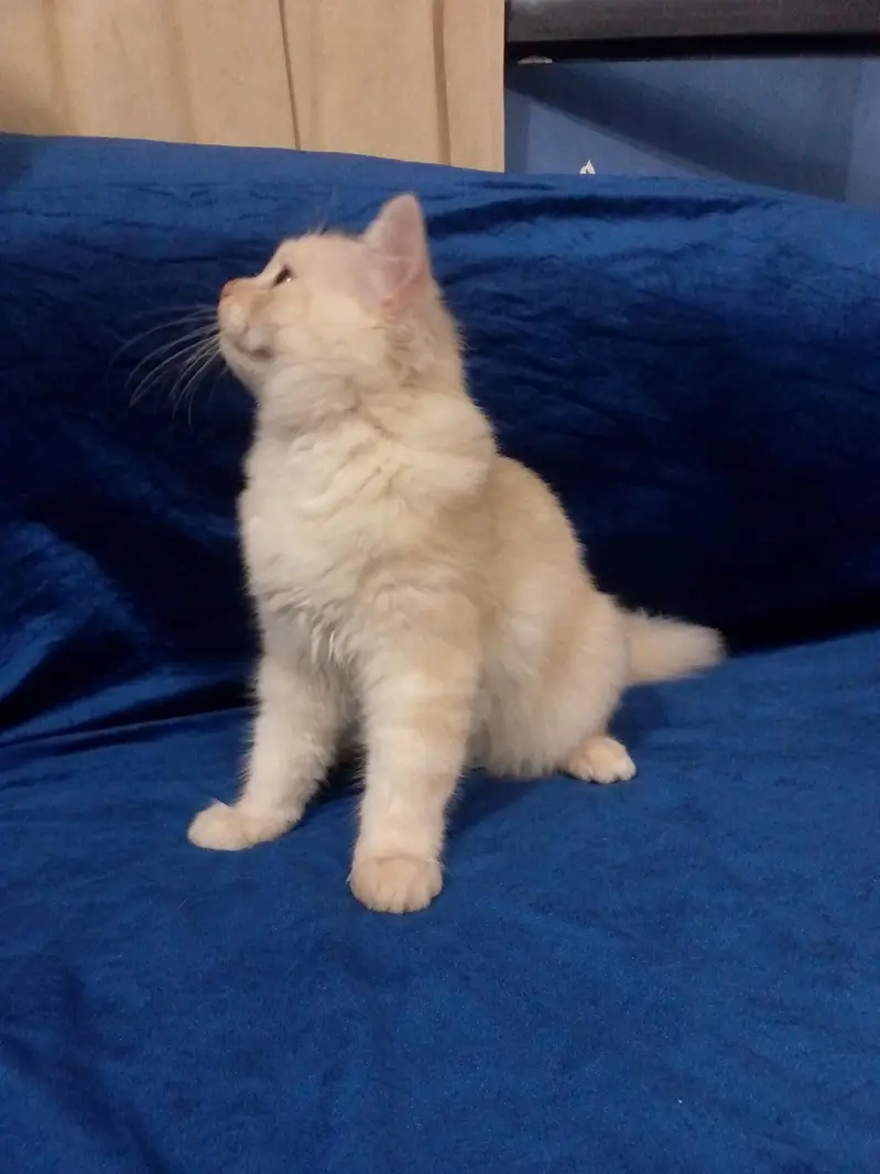 Persian kitten triple coated — photo 8