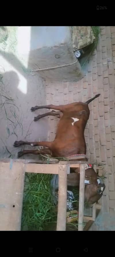piuer dasi nagri bakri