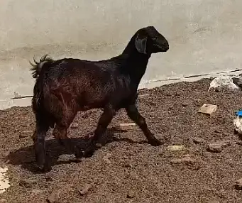 Teddy Bakra Black Tapra Goat, Breeder, Lal Lambi, Zero Female Availabl — photo 12
