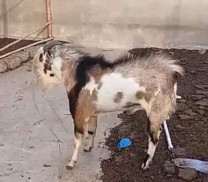 Teddy Bakra Black Tapra Goat, Breeder, Lal Lambi, Zero Female Availabl — photo 8