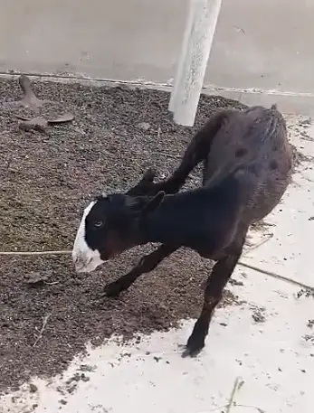 Teddy Bakra Black Tapra Goat, Breeder, Lal Lambi, Zero Female Availabl — photo 11