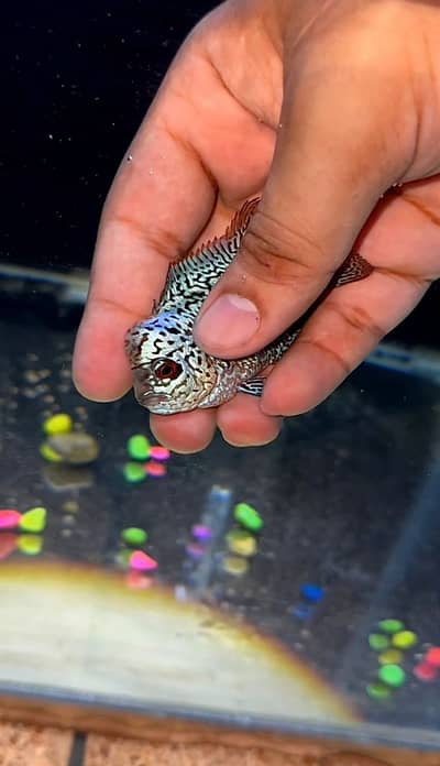 FLOWERHORN (GOLDEN BASE KML)