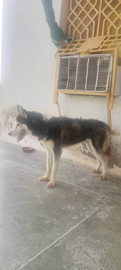 Siberian husky with white eyes