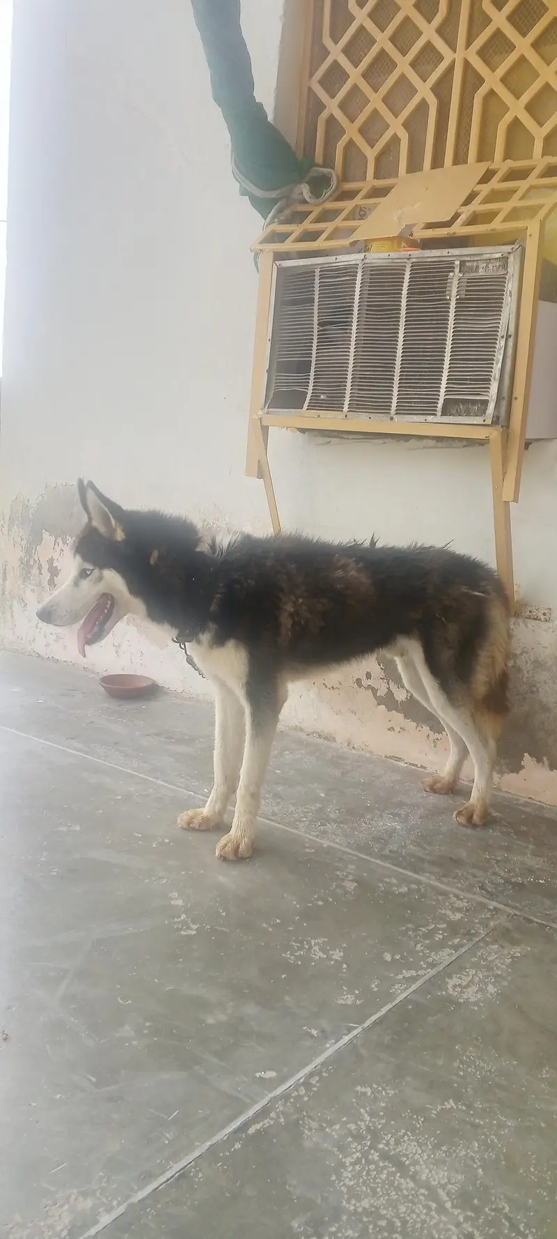 Siberian husky with white eyes