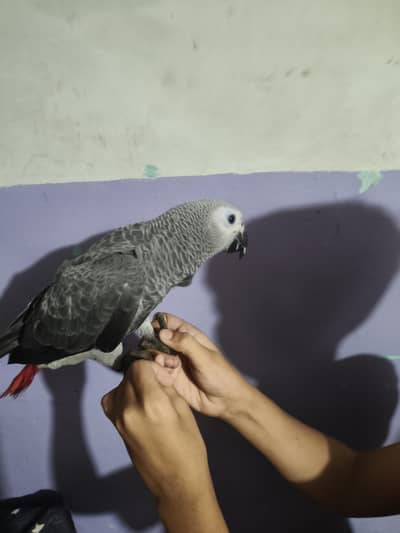 grey parrot full friendly