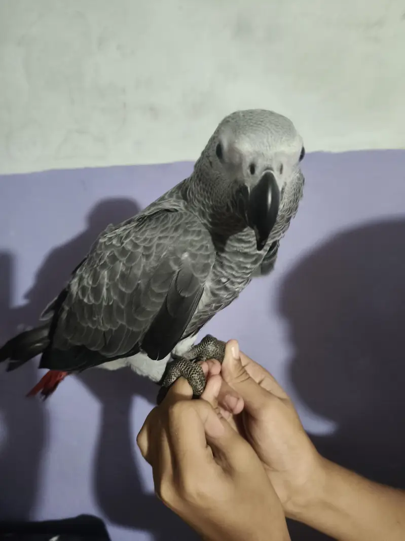 grey parrot full friendly — photo 2