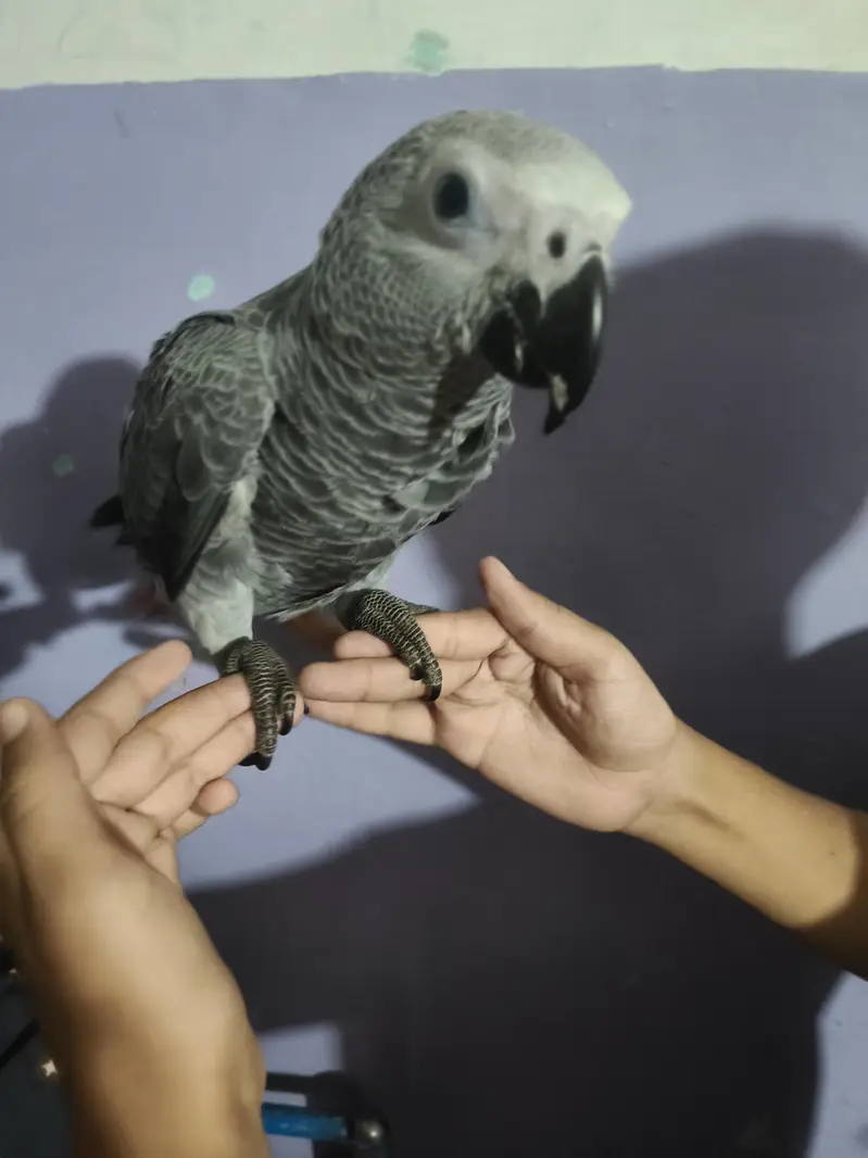 grey parrot full friendly — photo 3