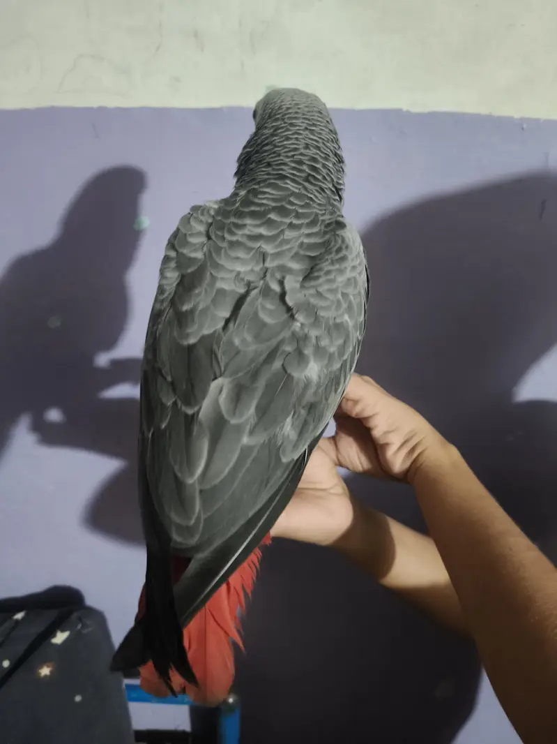 grey parrot full friendly — photo 4