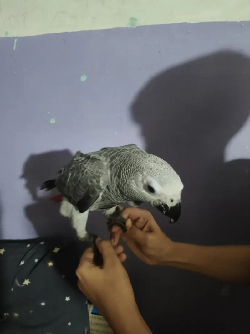 grey parrot full friendly — photo 5