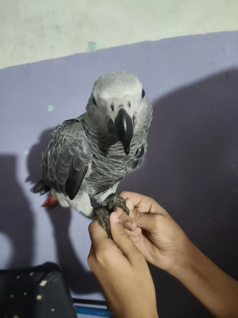 grey parrot full friendly — photo 6