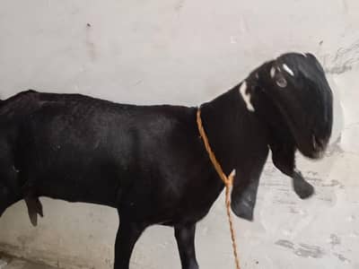 امرتسری بیتل بکری گبن دو ماں کی الٹراساؤنڈ کی ویڈیو کے ساتھ