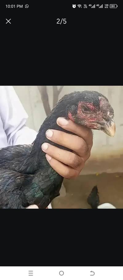 Thai parrot beak female or chiks