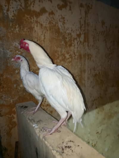 Aseel Heerafor sale location WAH CANTT 03125641760