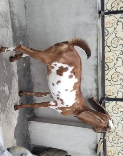 5 months female goat