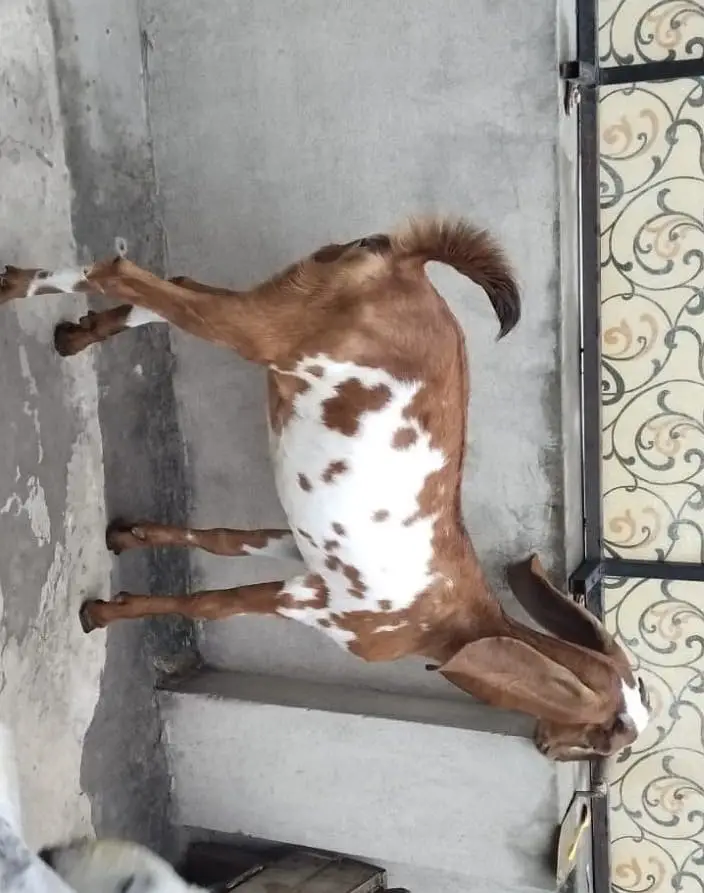 5 months female goat