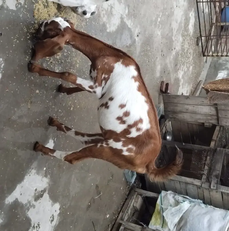 5 months female goat — photo 2