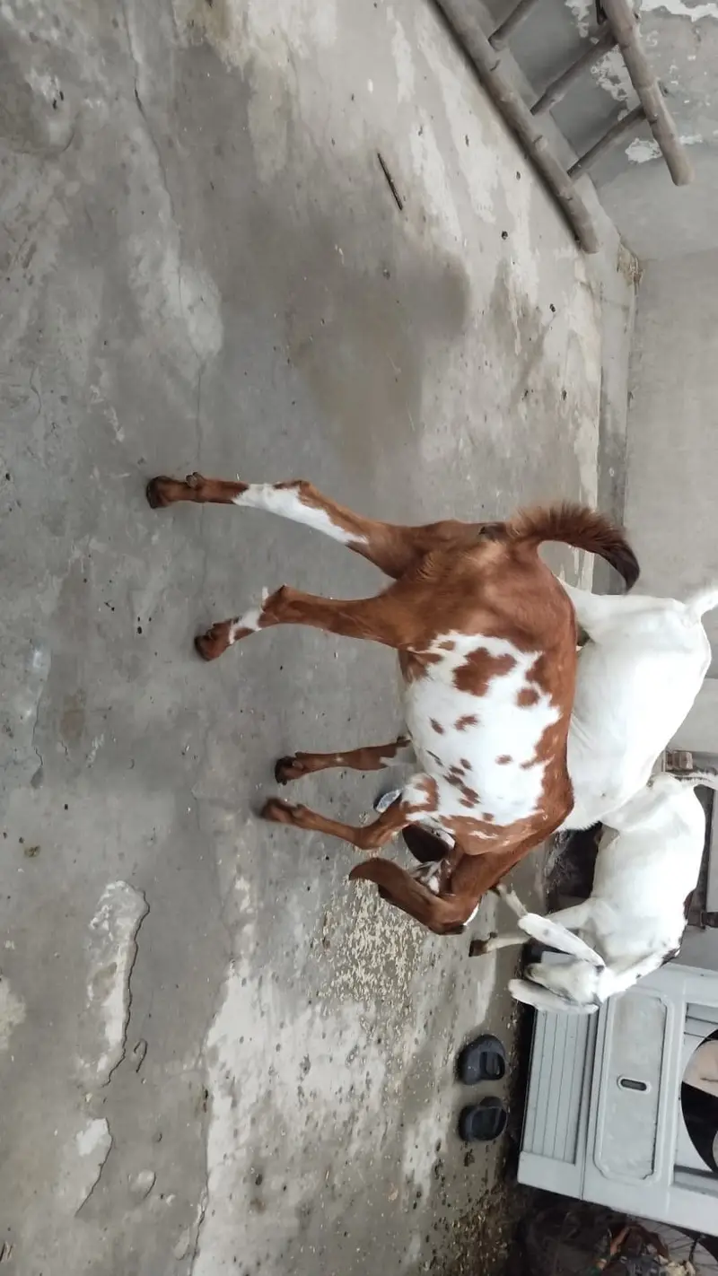5 months female goat — photo 3
