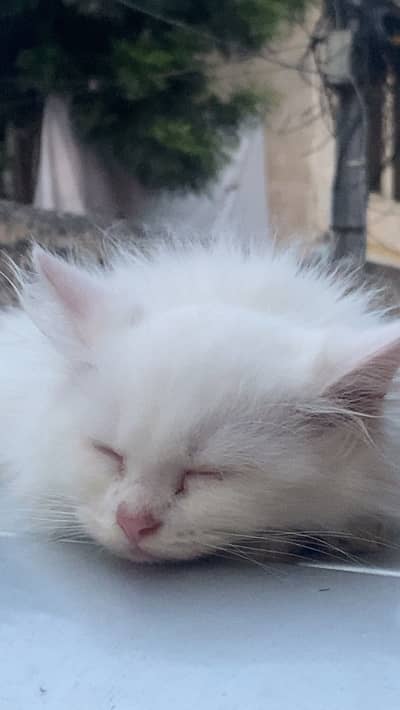 White female persian cat