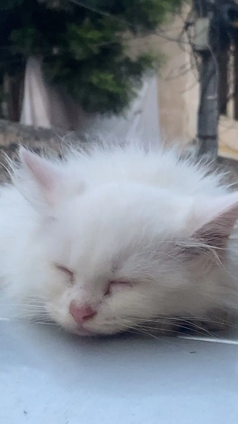White female persian cat