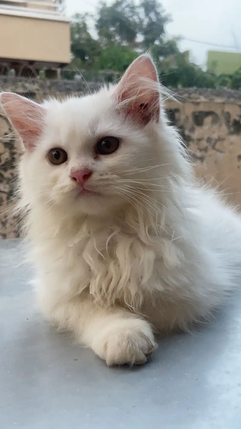 White female persian cat — photo 2