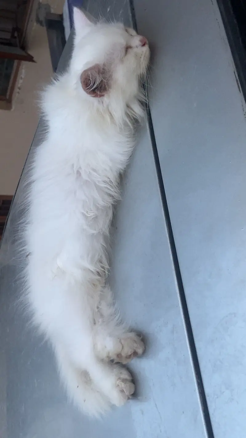 White female persian cat — photo 3