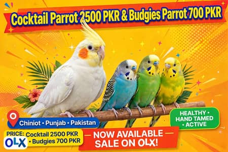 beautiful parrot