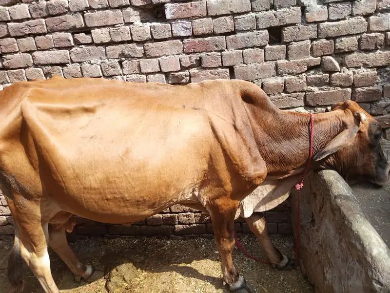 sahiwal cow