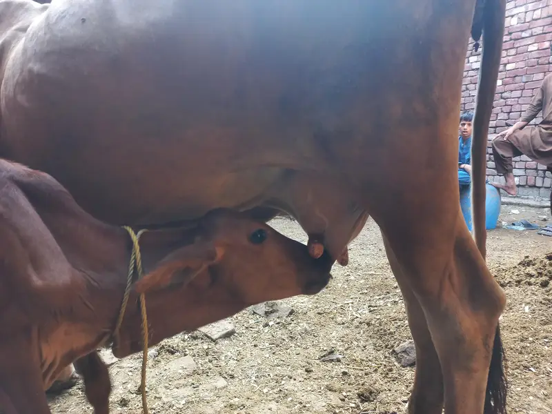 sahiwal cow — photo 2