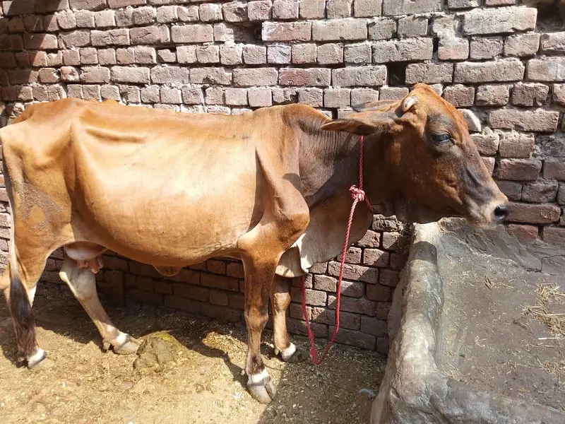 sahiwal cow — photo 3