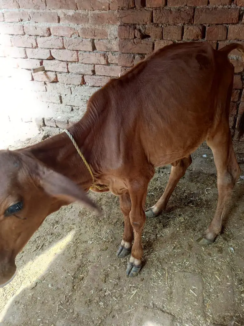 sahiwal cow — photo 4