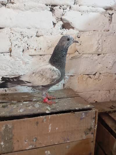 Pigeon chicks for sale in Rawalpindi dhoke hassu