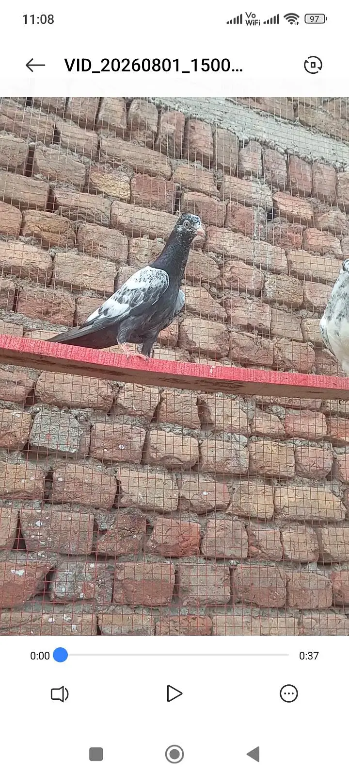 Pigeon chicks for sale in Rawalpindi dhoke hassu — photo 2