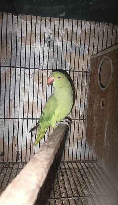 Green Semi tame Female Price kaam ho jaya gi Read Add