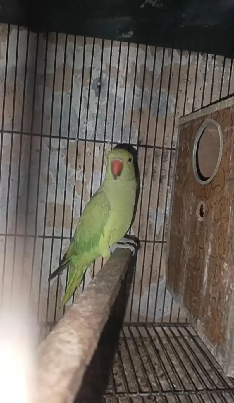 Green Semi tame Female Price kaam ho jaya gi Read Add — photo 2