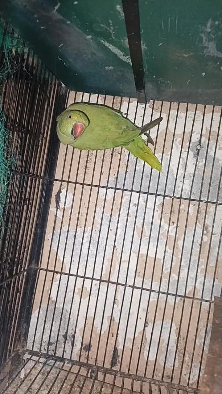 Green Semi tame Female Price kaam ho jaya gi Read Add — photo 3