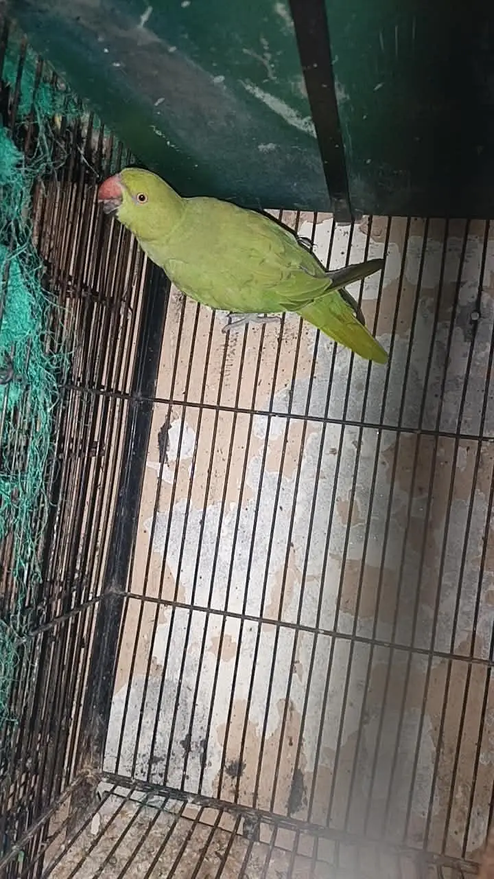 Green Semi tame Female Price kaam ho jaya gi Read Add — photo 4