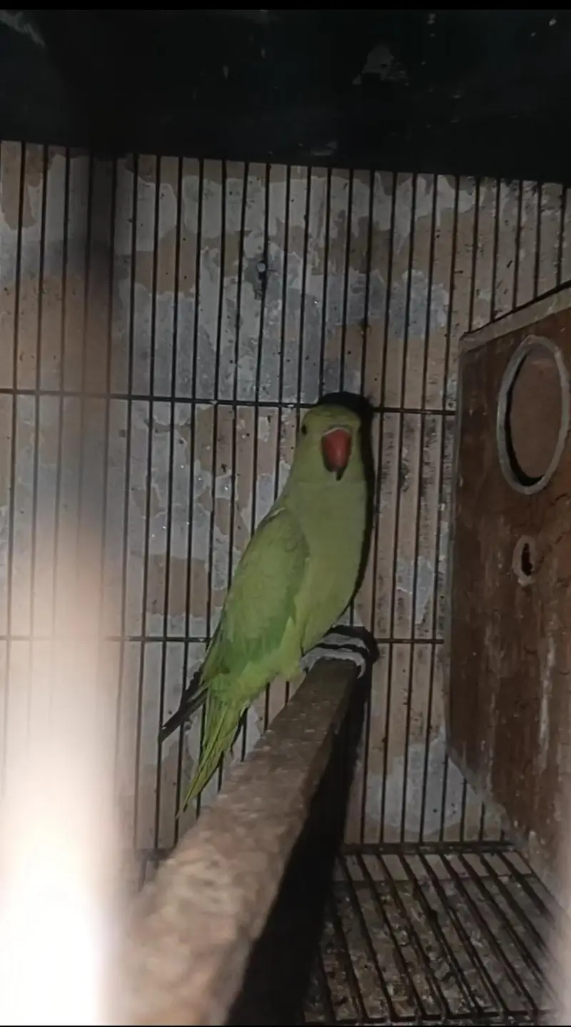 Green Semi tame Female Price kaam ho jaya gi Read Add — photo 5