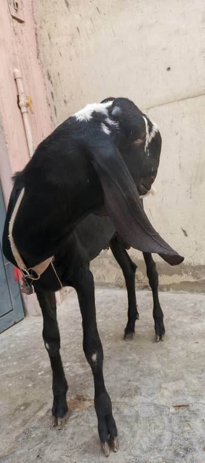 bakra for sale