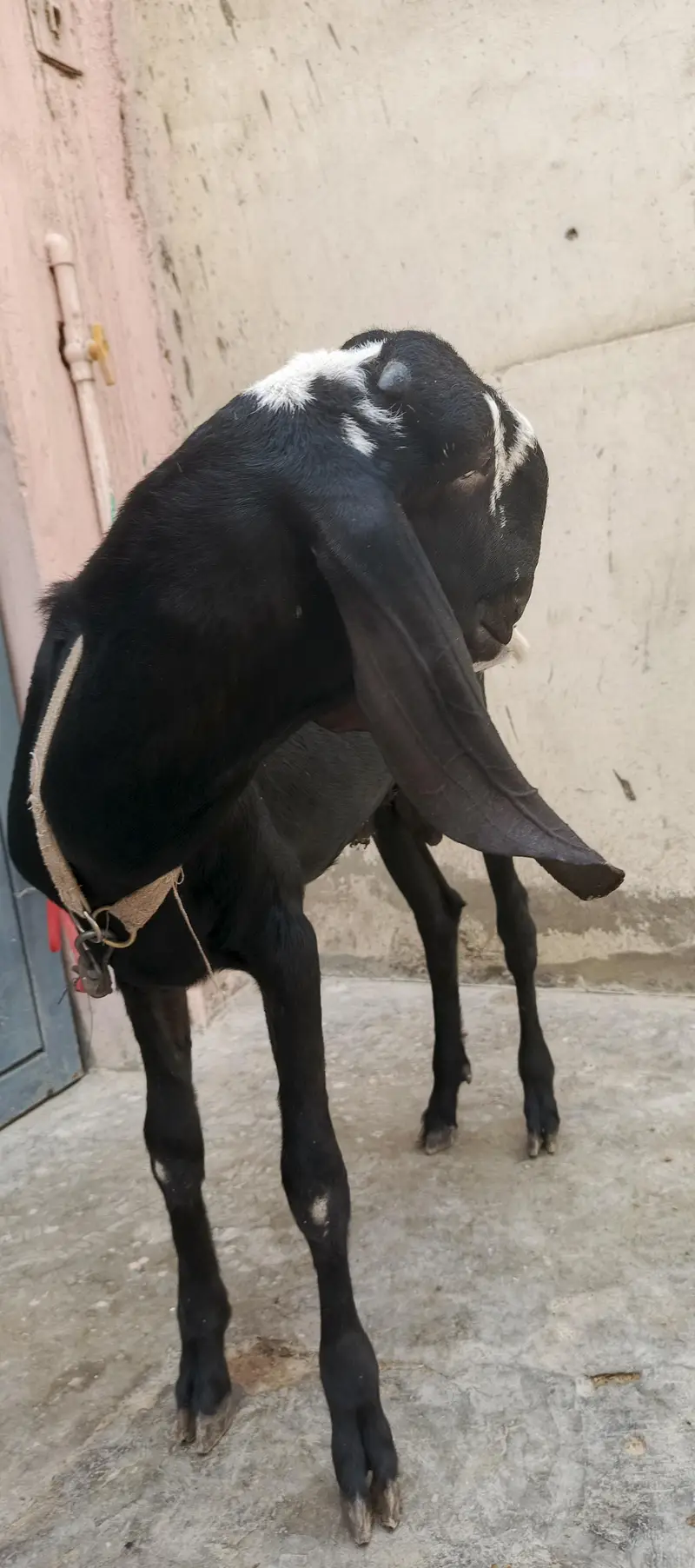 bakra for sale