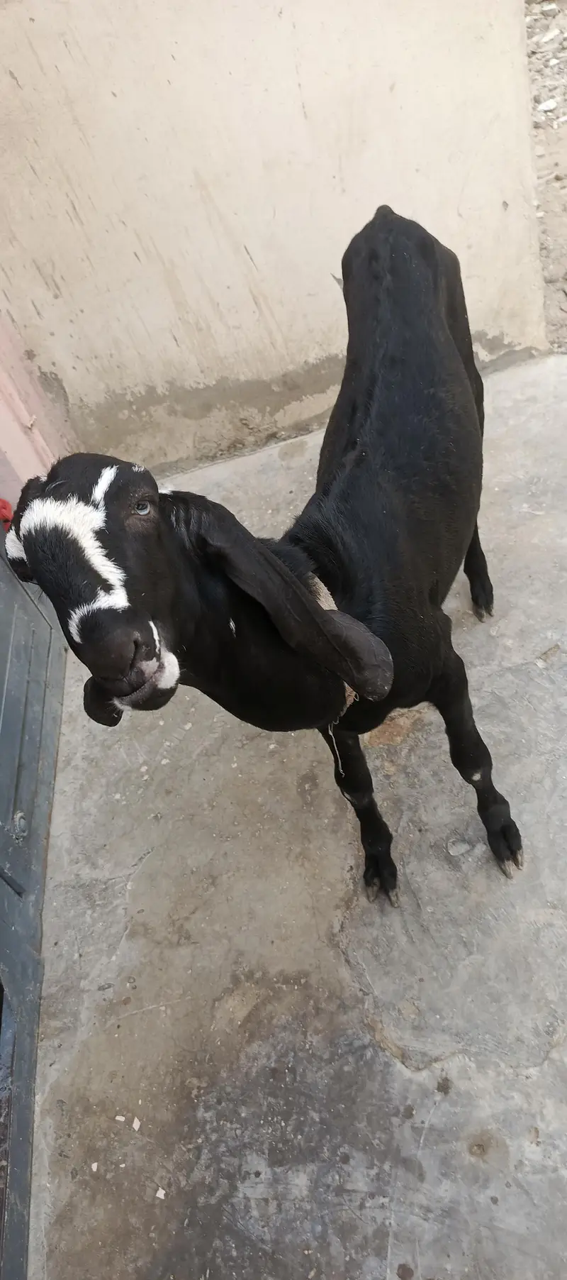bakra for sale — photo 2