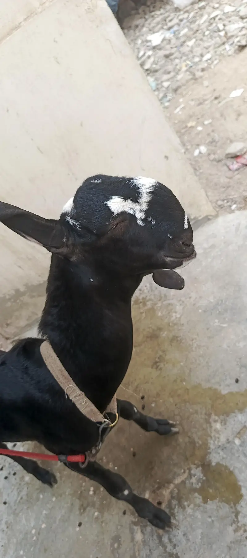 bakra for sale — photo 3