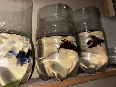 Male betta