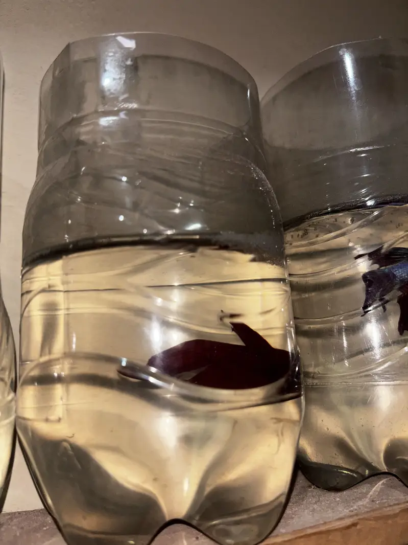 Male betta — photo 2