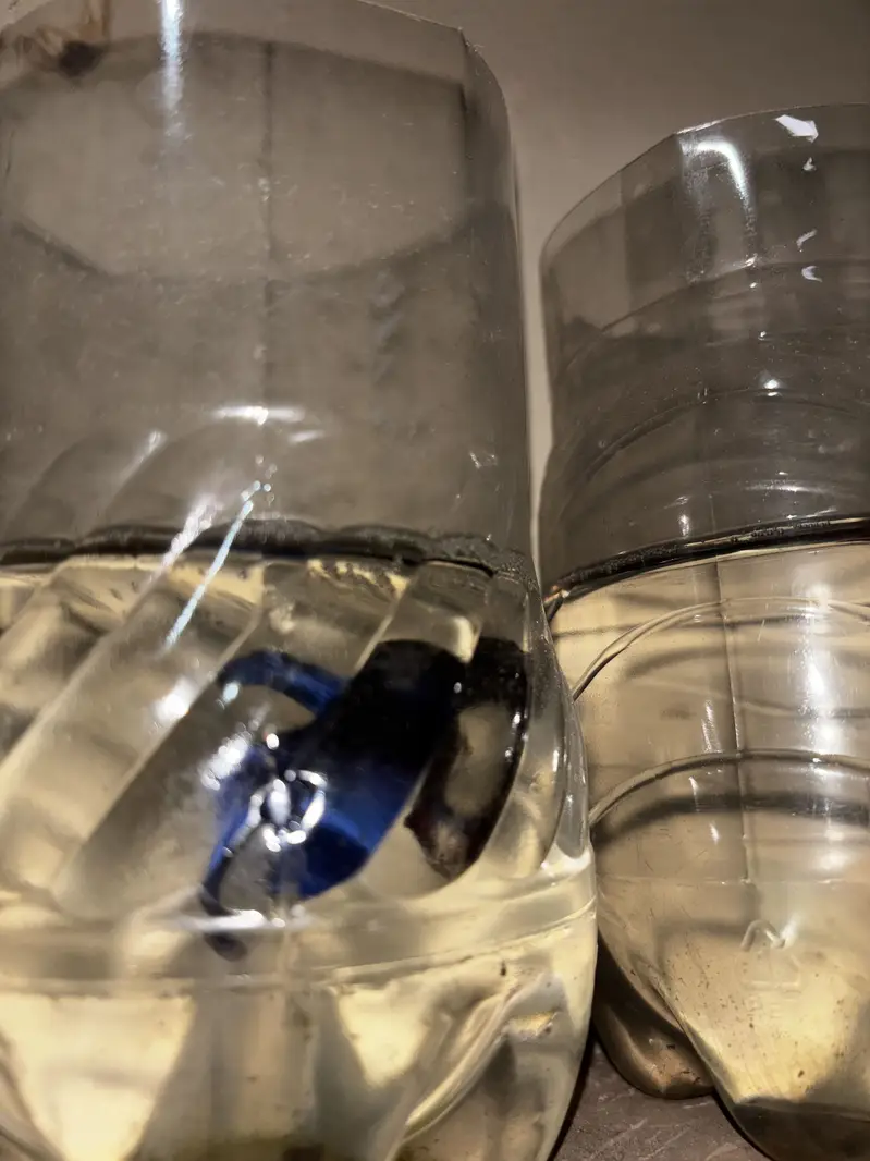 Male betta — photo 3